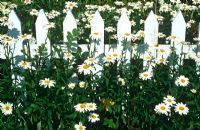 White wooden picket fence with Leucanthemums