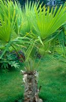 Brahea edulis - Palm