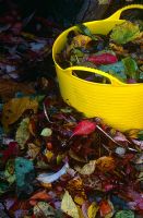 Clearing up fallen autumn leaves, yellow bucket