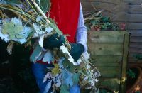 Woman wearing gardening gloves holding debris for the compost heap - Macleaya cordata