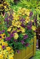 Yellow and purple summer colour theme in painted wooden trough - Coleus 'Pineapplette' with Angelonia, spoon petalled Osteospermum and Lysimachia 'Outback Sunset'