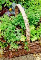 Salad leaf selection growing in a hessian lined wicker shopping basket. Anthriscus cerefolium, Latuca sativa, Radicchio Augusto and Coriandum sativum ready to harvest