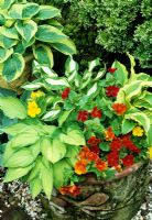 Foliage and flowers for shade - Hosta fortunei albopicta (front), Hosta undulata (rear) and Hosta 'Ground Master' interplanted with Mimulus in a weathered terracotta pot. Hosta 'Wide Brim' behind