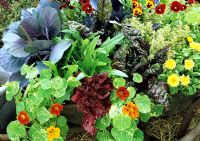 Ornamental kitchen garden planted in a rusty, recycled wheelbarrow - Red cabbage, Tropaeolum majus 'Alaska Mixed', red and green leaved lettuce, ruby chard, pansies, Calendula and Origanum 'Country Cream'