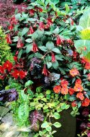Hot red and yellow themed terracotta pot - Fuchsia 'Thalia' with Begonia 'Switzerland', ruby chard, Canna 'Striata', New Guinea busy lizzie and Lysimachia 'Outback Sunset'