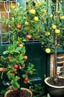 Six year old dwarf Malus 'Coronet' apple trees growing in glazed, terracotta containers with fruit ready to harvest