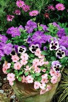Pastel coloured summer bedding plants in a weathered terracotta pot. Busy lizzies, pansies and blue petunias