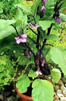 Aubergine 'Moneymaker' in fruit and flower growing in a pot on a hot patio