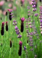 Plant combination of Lavenders - Lavandula stoechas x viridis 'Regal Splendour' and Lavandula 'Royal Purple'