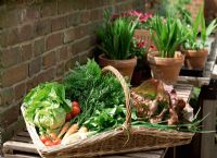 Basket with crop from vegetable garden - Lettuce, Carrots, Tomatoes, Spring Onion