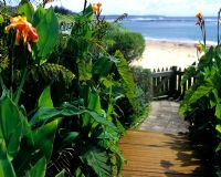 Path to beach with Cannas and ferns