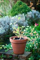 Pelargonium in a pot - House plant suffering from lack of water, light and food. Leaves are turning yellow and dropping