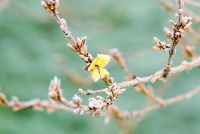 Forsythia flowering early with frost