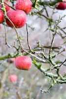 Malus 'Discovery' - Red apples on the tree in winter withfrost