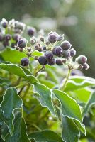 Hedera helix - Common Ivy, black fruit with frost, good source of food for birds in the winter 