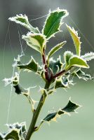 Ilex - Variegated Holly leaf with hoar frost and spider's web in December