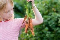Girl with freshly harvested organic carrots - Autumn King 2 variety, in an organic vegetable garden