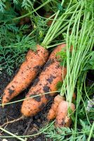 Harvesting organic carrots - Variety Autumn King 2, in an organic vegetable garden