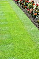 Mown stripes in lawn with Begonias in a bed along the edge