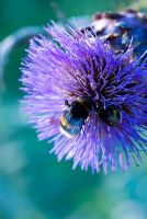 Cynara cardunculus - Cardoon with bees on the flower head