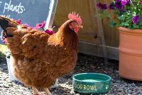 Hen drinking from the Dog's Bowl by The Garden Shop entrance - Peapod Garden Shop and Plant Centre, La Hogue Farm, Chippenham, Newmarket