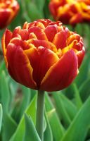 Tulipa 'Allegretto'
