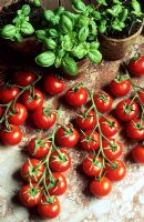 Vine tomatoes, basil in pots