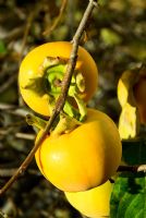 Diospyros kaki - Sharon fruit