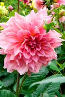 Dahlia 'Ottos Thrill' large decorative pink dahlia in cutting garden at East Ruston Old Vicarage, Norfolk
