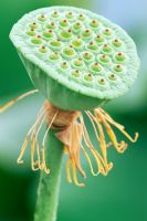 Nelumbo nucifera - Lotus seedhead