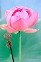 Nelumbo nucifera  - Lotus flower and seedpod