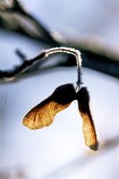 Acer campestre - Field Maple frosted seedpods