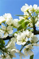 Pyrus 'Doyenne du comice' - Pear blossom in Spring