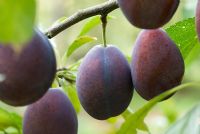 Fruit of plum - Prunus domestica 'Verity' 