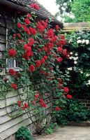 Rosa 'Paul's Scarlet Climber' trained on wall of out building - Towne Place, Sussex