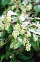 Ribes laurifolium flowers with snow