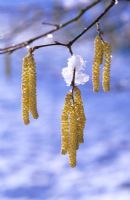 Corylus avellana catkins in february with snow
