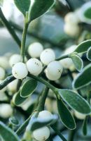Viscum album - Mistletoe berries in December with frost