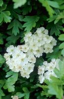 Crataegus monogyna - Close up of flowers in May