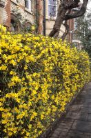 Jasminum nudiflorum hedge in front garden - November
