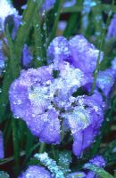 Iris unguicularis after light fall of snow