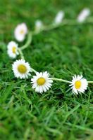 Daisy chain on grass