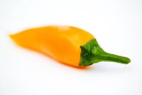 Capsicum annuum 'Bulgarian Carrot'