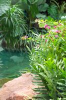 Swimming pool in tropical garden in Bangkok