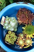 Newly purchased Sempervivums being allowed to soak up water in a bowl before being planted in a display container