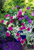 Variegated Petunia 'Limelight'and blue Petunias growing in a blue plastic pot through trailing Lobelia and silver variegated Helichrysum petiolare 'Variegatum' - Purple leaved kales add contrast - Bush lobelia 'Crystal Palace' fills out the base