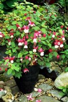 Specimen Fuchsia in full bloom in a narrow ceramic pot on a patchwork, cottage style patio