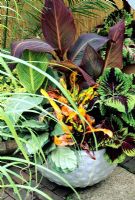 Leafy, jungle style plants growing in a contemporory glazed pot - Canna 'Striata' and Tropicanna (rear), Coleus Kong Series, croton (Codiaeum) and Calathea 'Rosastar'