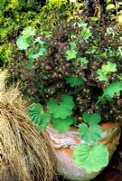Simple combination of two self seeders in an ornate, terracotta pot - Alchemilla mollis with Euphorbia dulcis 'Chameleon' and Carex comans bronze alongside