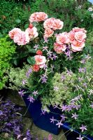 Blue, pink and silver colour scheme in tall, blue glazed containers - Rosa 'Fascination'(Patio variety) with Isotoma axillaris and silver variegated Thymus